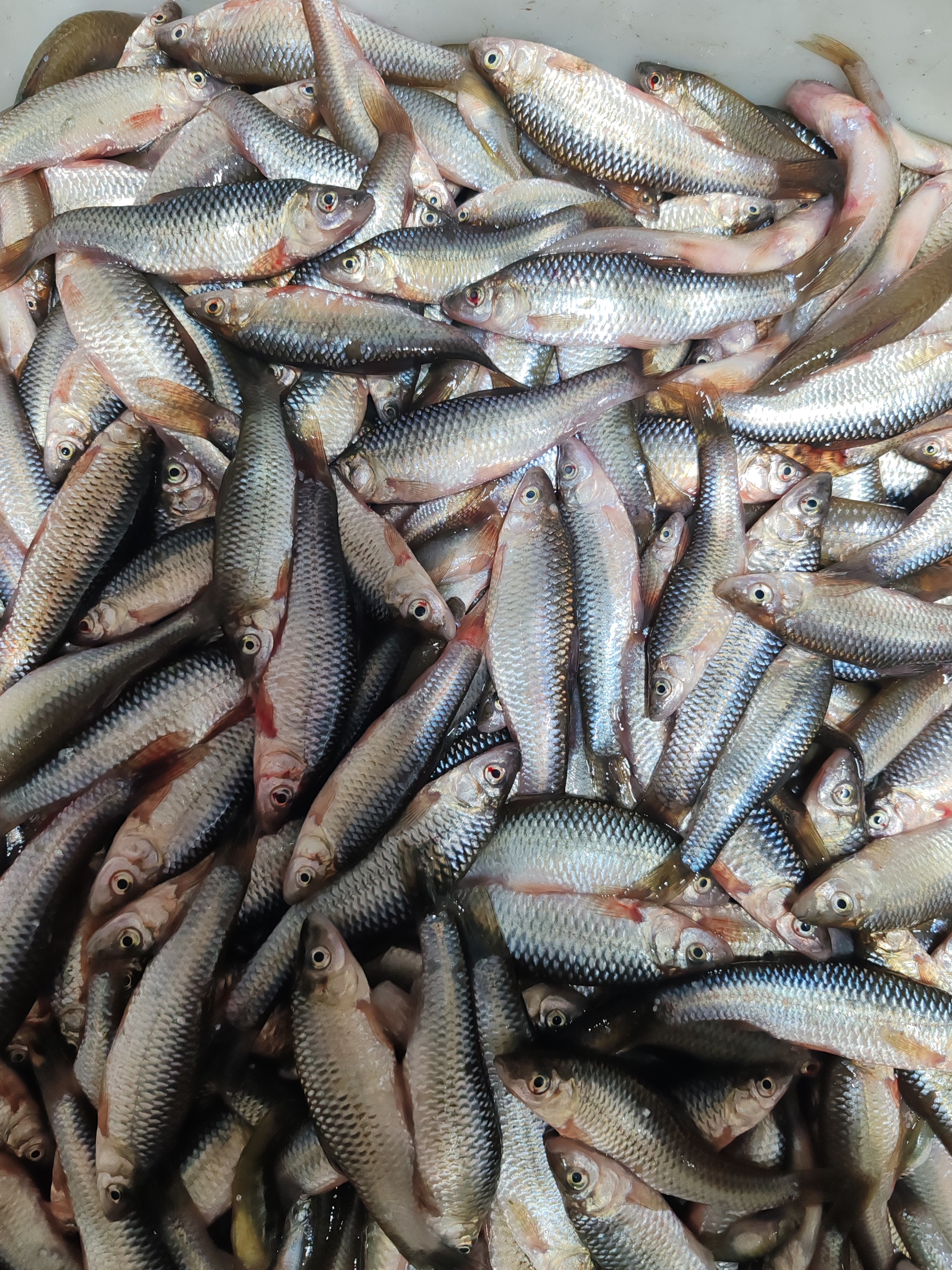 冷水野生大麦穗鱼 6 斤（3 到 8 厘米）速冻发货（发圆通快递）