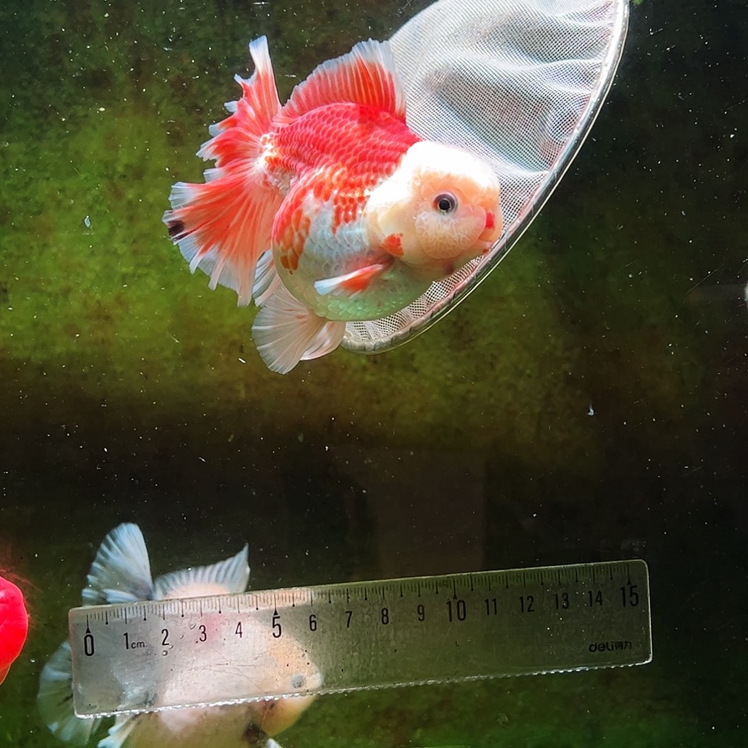 金鱼冷水金鱼百褶泰狮