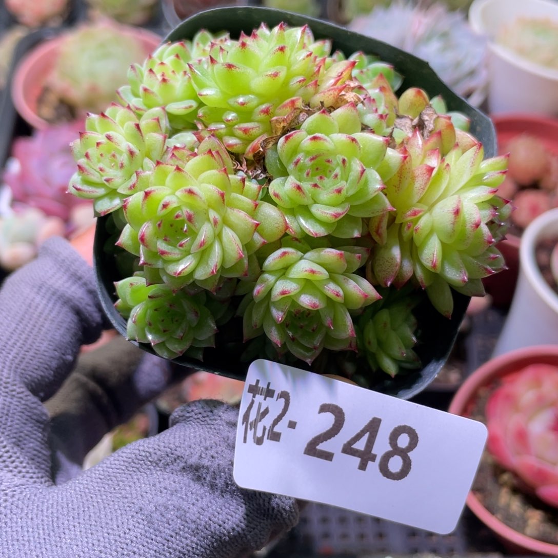 花利美 2-248海王群