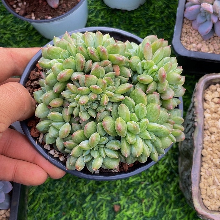 绿橙缀化哦哦哦哦哦