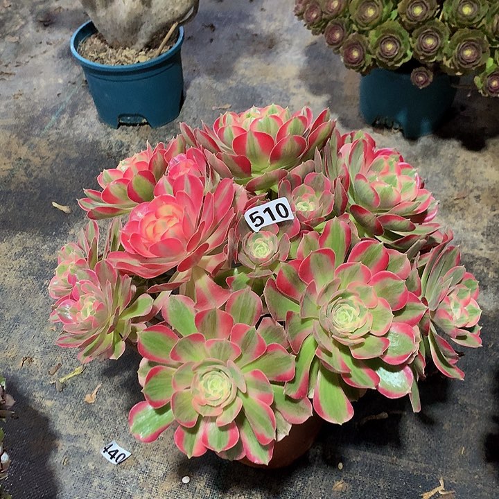 星*多肉粉女郎510000