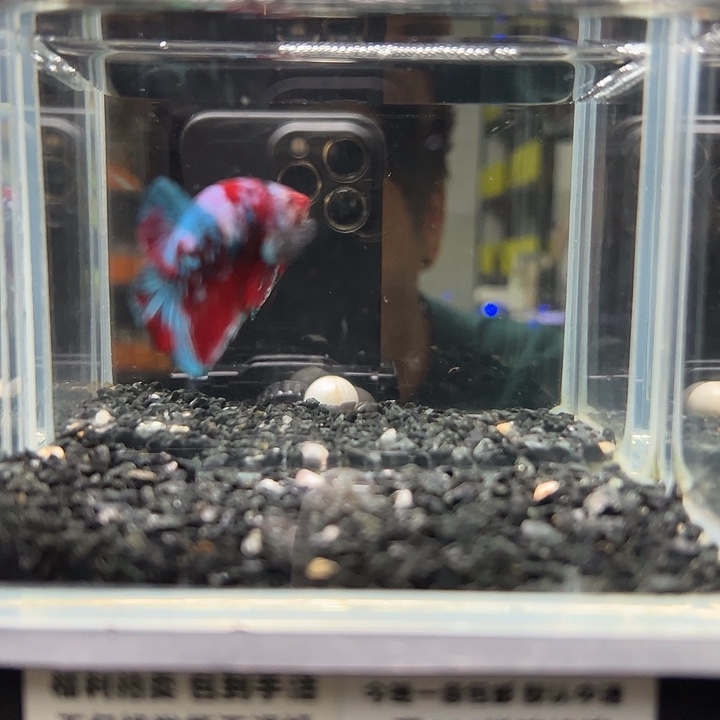 斗鱼跑单拉黑17日40