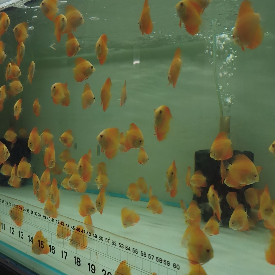 七彩神仙鱼马来红金苗5条