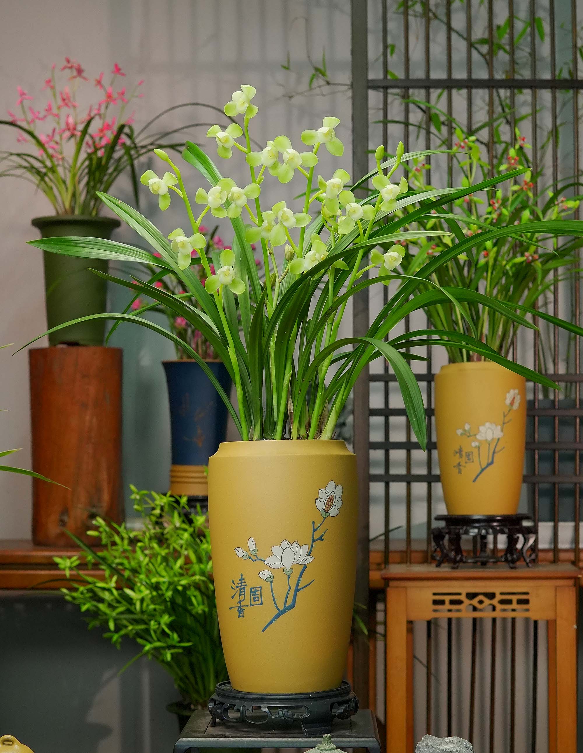 高端精品兰花【金风玉露】 玉兰盆黄段泥紫砂花盆 浓香好养盆栽