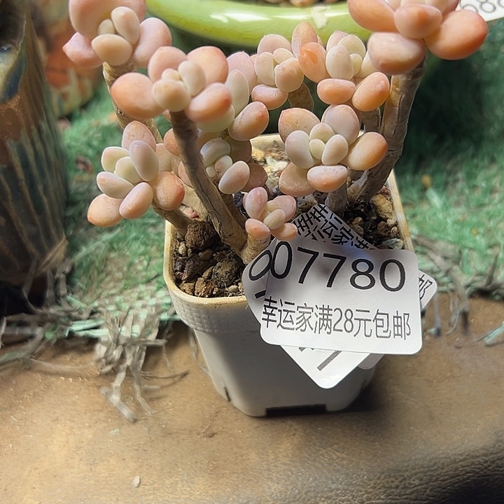 幸运儿是一位非常优秀幸运