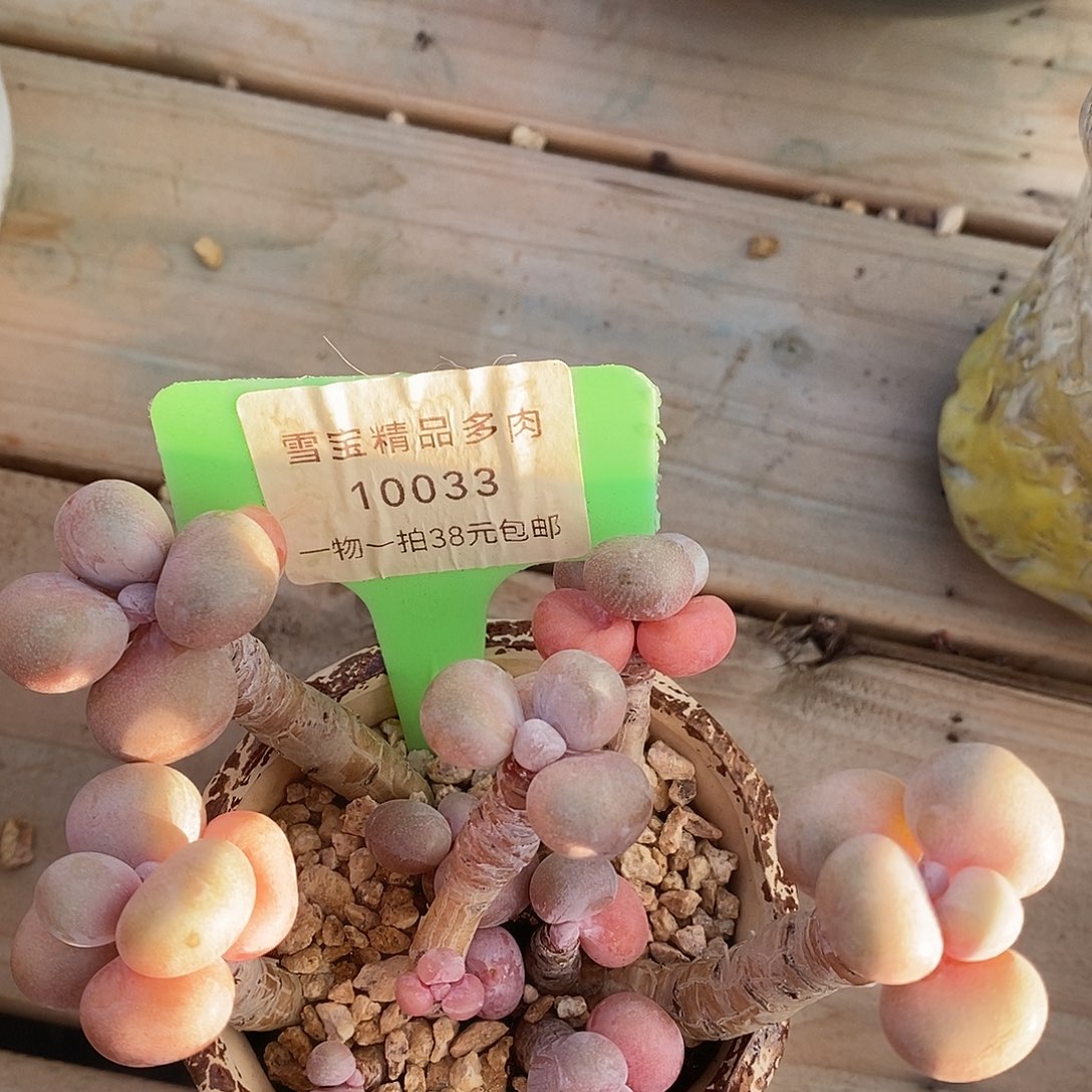 10033楼姐姐烤鱼魔芋