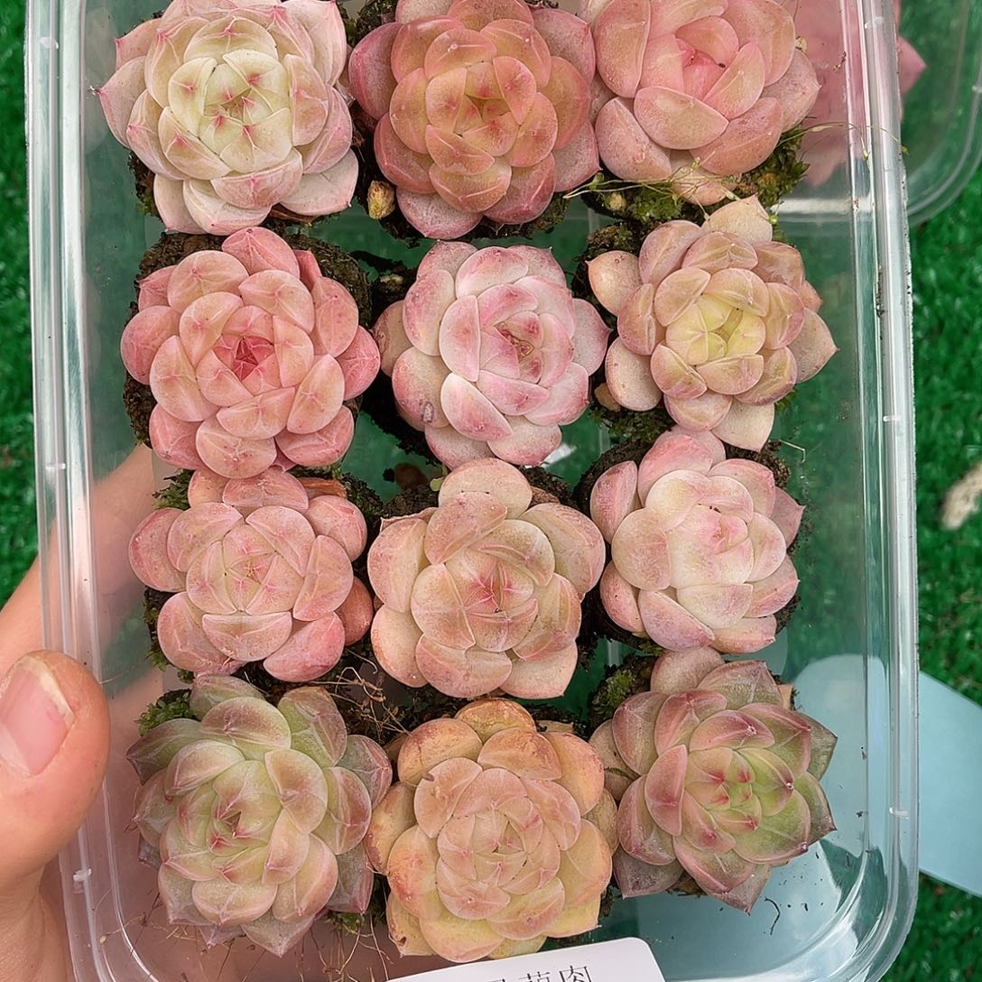 多肉一物一拍27-135