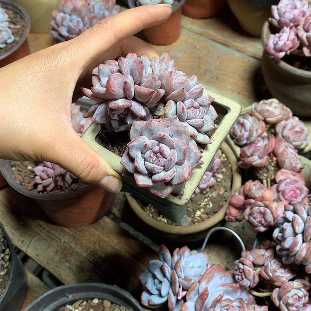 星影多肉植物哈哈5