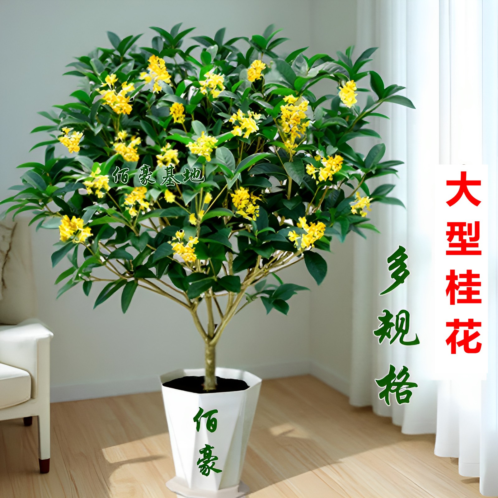 大型四季桂花盆栽浓香型室内福建植物阳台花卉庭院办公室带花苞