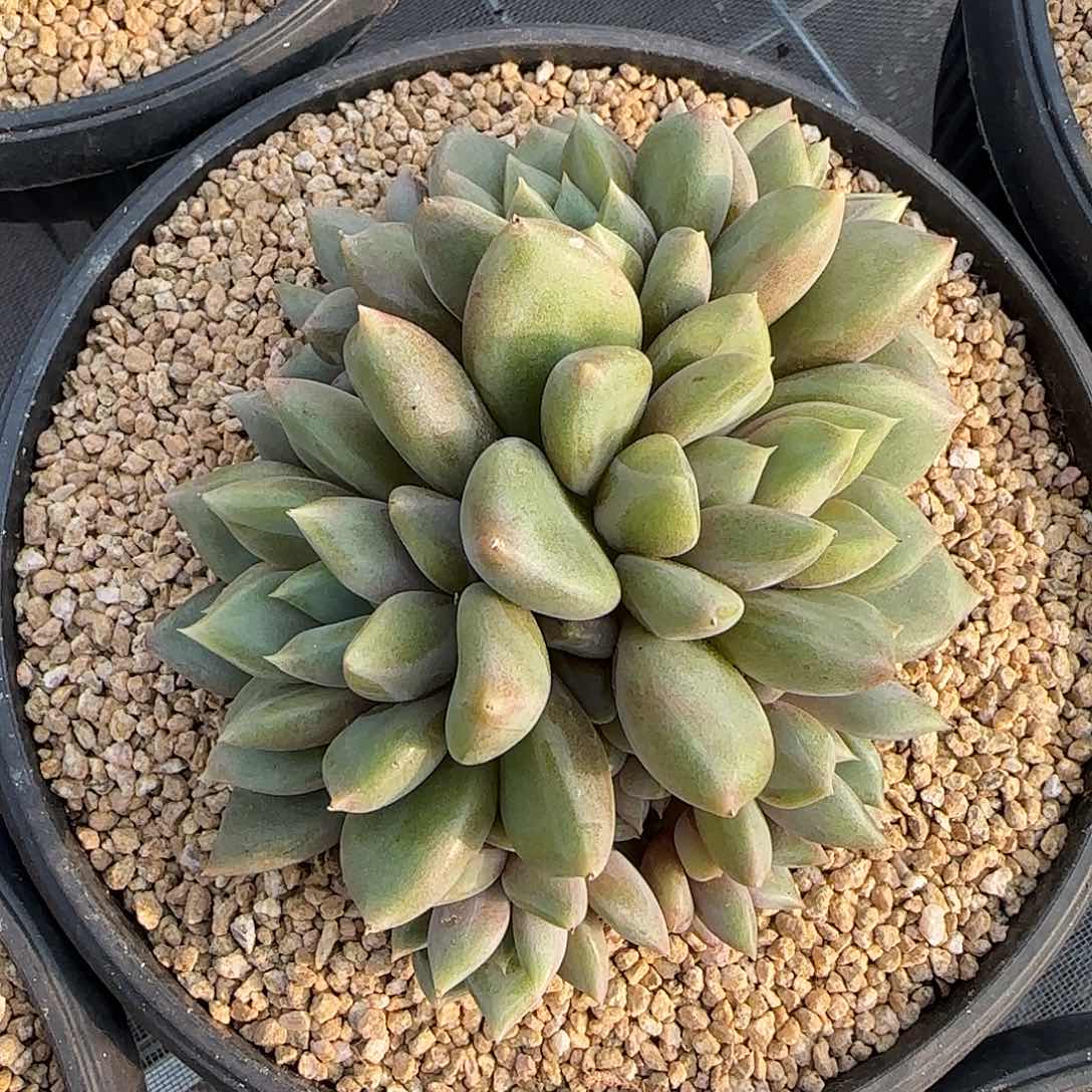 从前慢甄选多肉编号红象牙