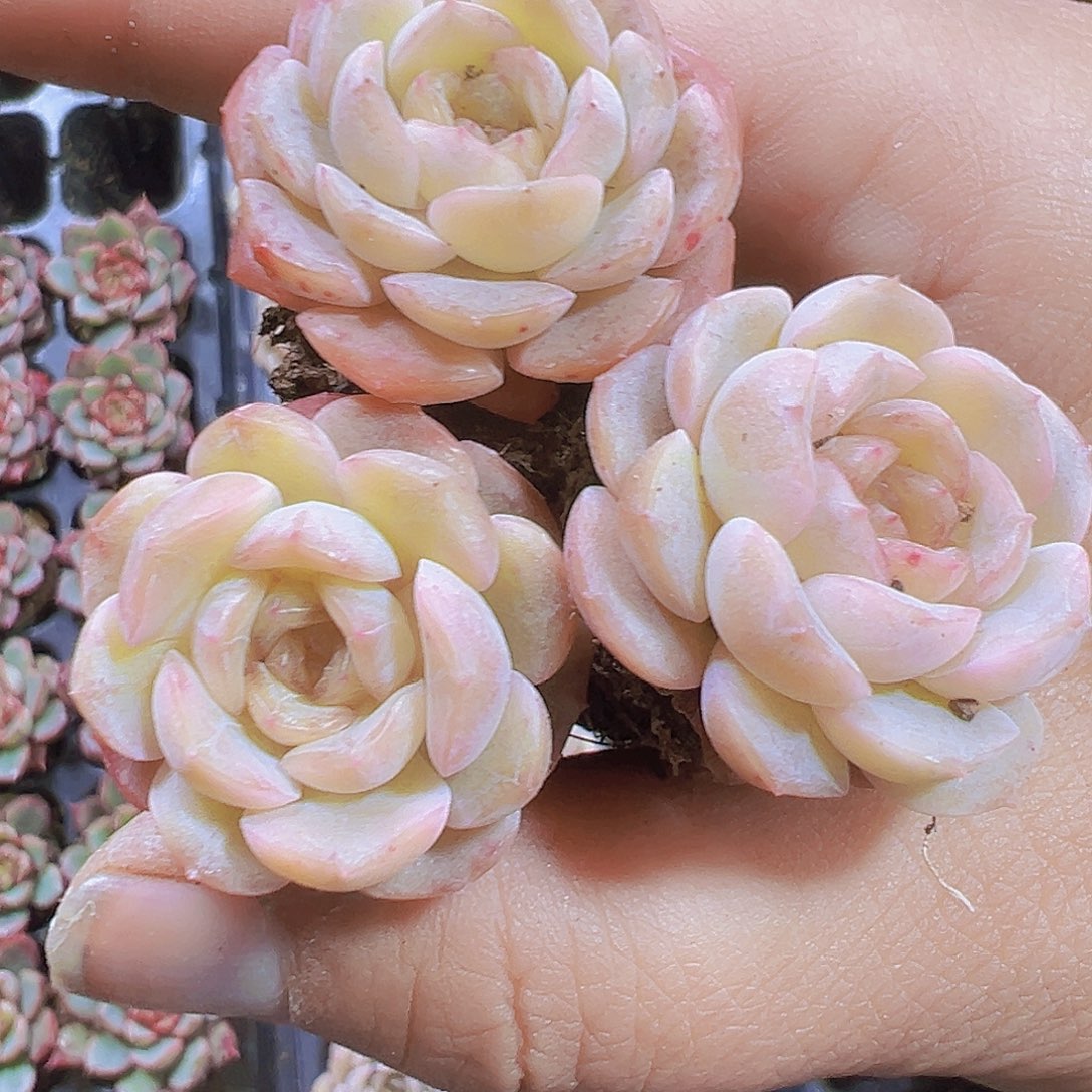 容晶5个19包邮多肉植物