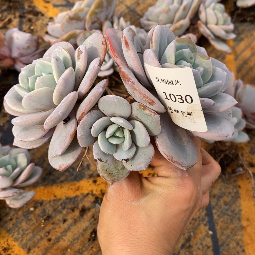 初****奶茶群生多肉多肉030