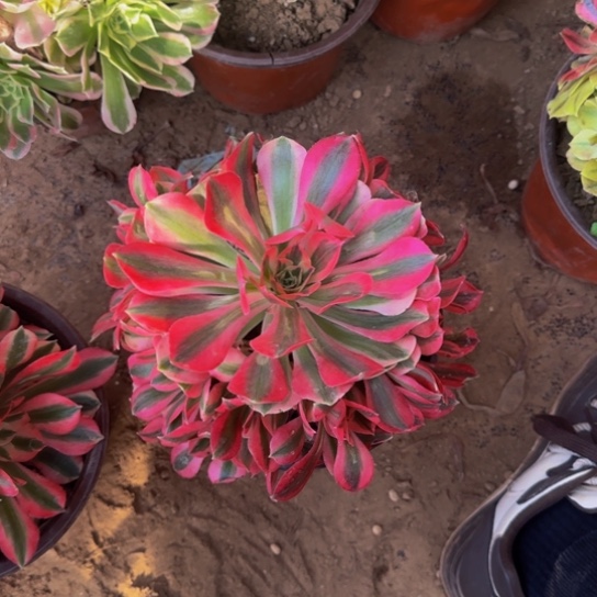 粉女巫9.9多肉植物