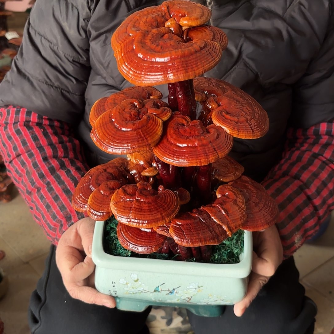 无花朵灵芝123456件送来就给