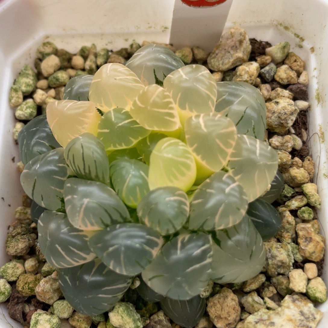小蔡的菜园89冰灯锦 脱土发货