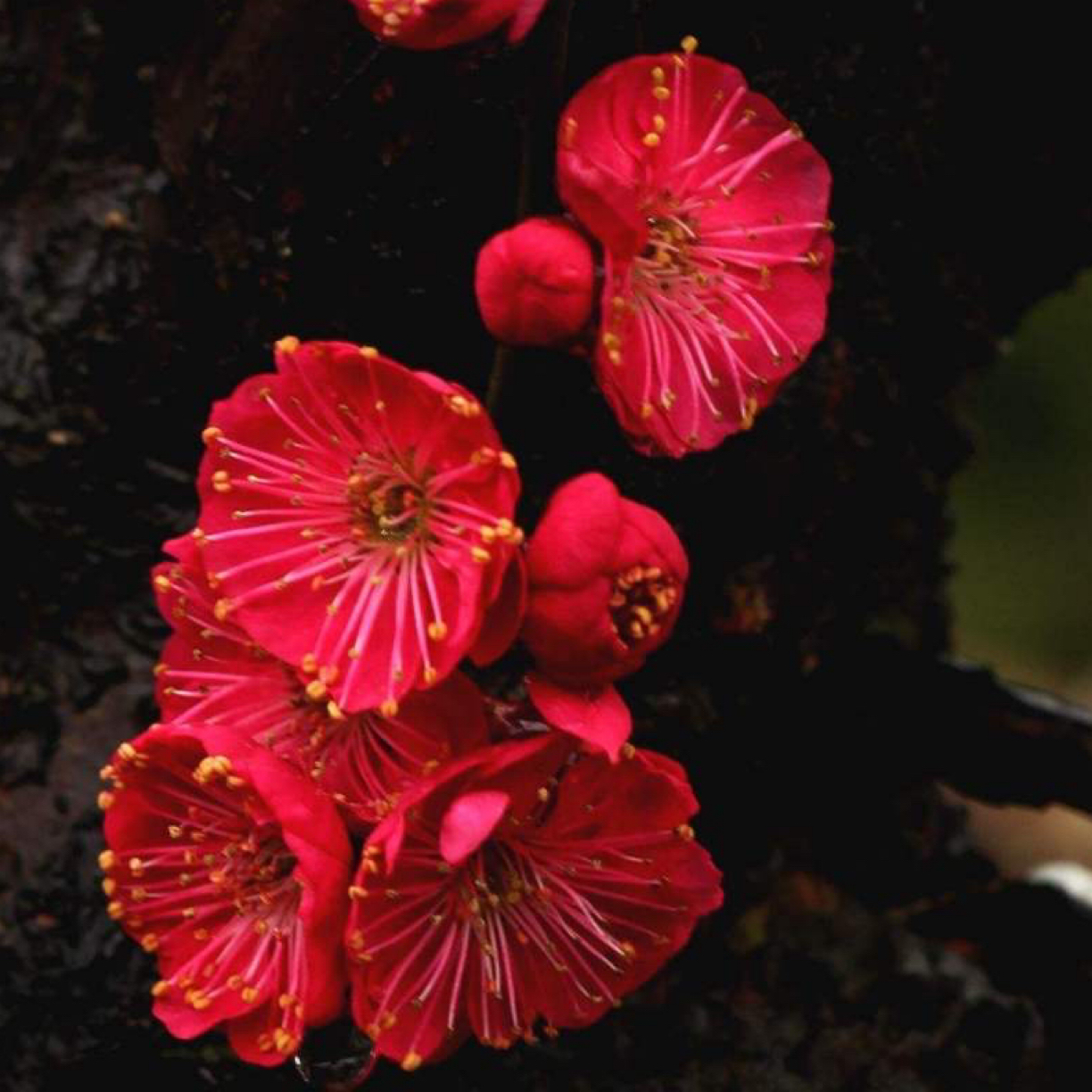 梅花海棠专用链接