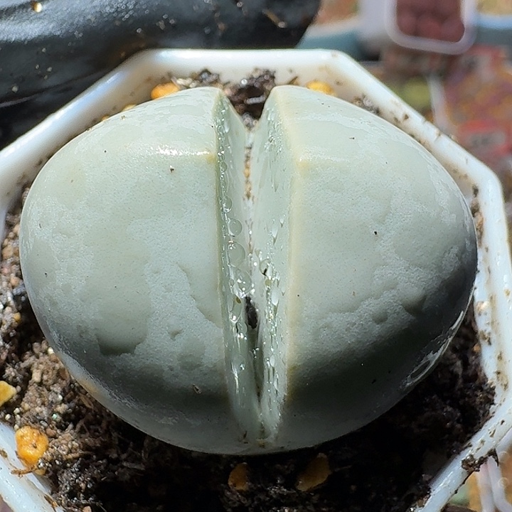 生石花12111。  福利。 3.0左右。  210