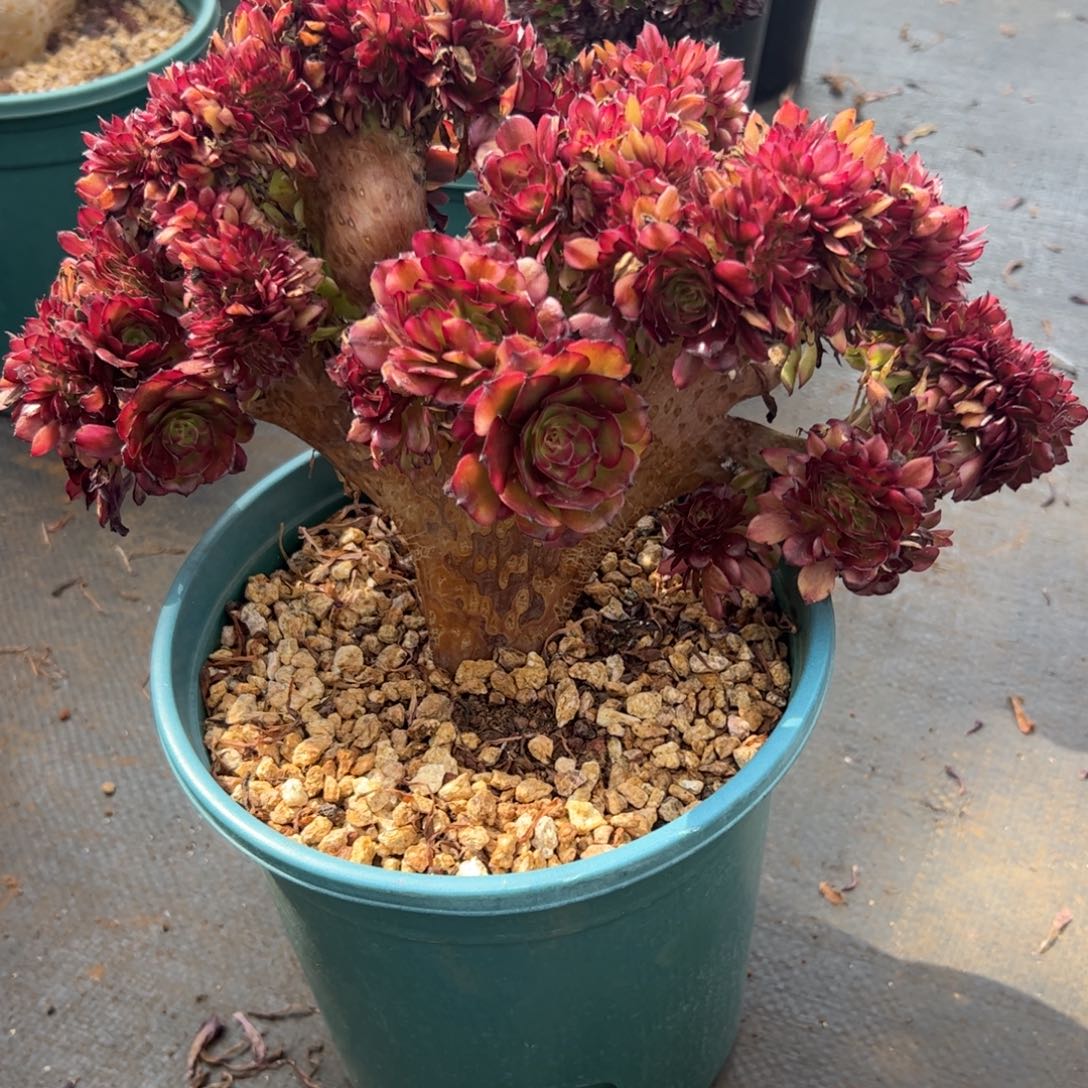 美鸡朵朵缀老桩厚板