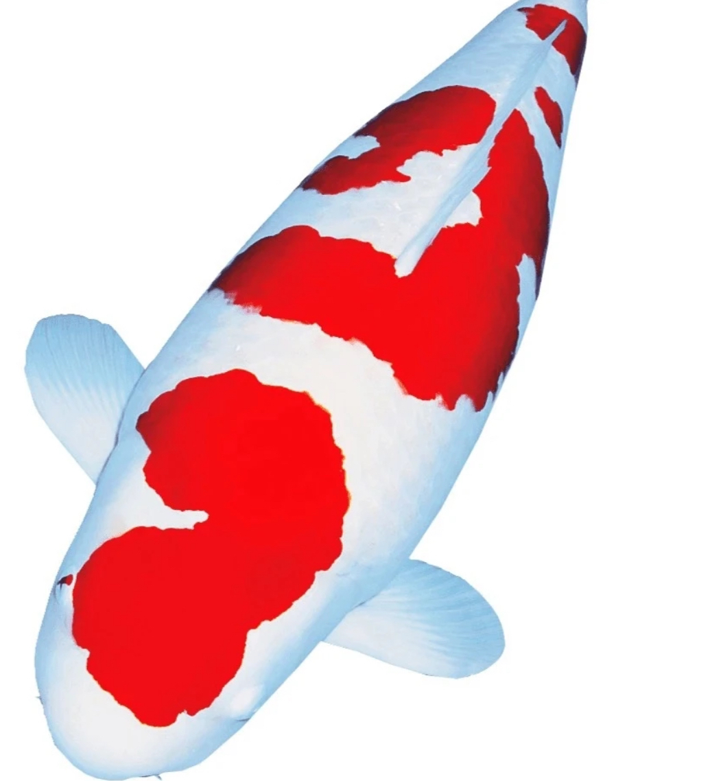 小胖子卖鱼一号链接