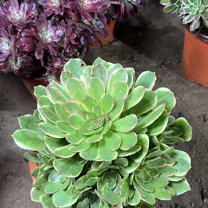 多肉植物法师半夏46