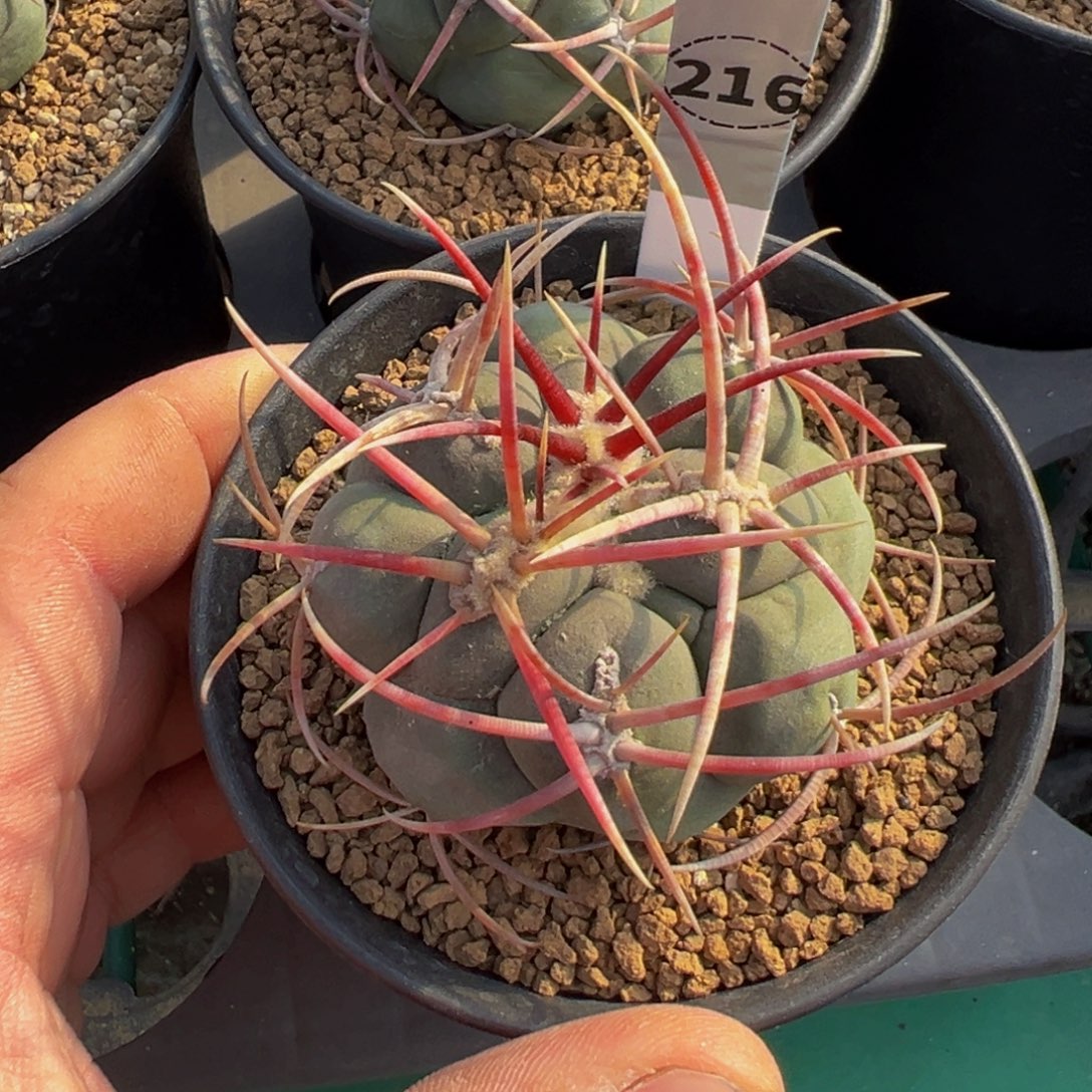 晓***风高木绯冠龙多肉植物216