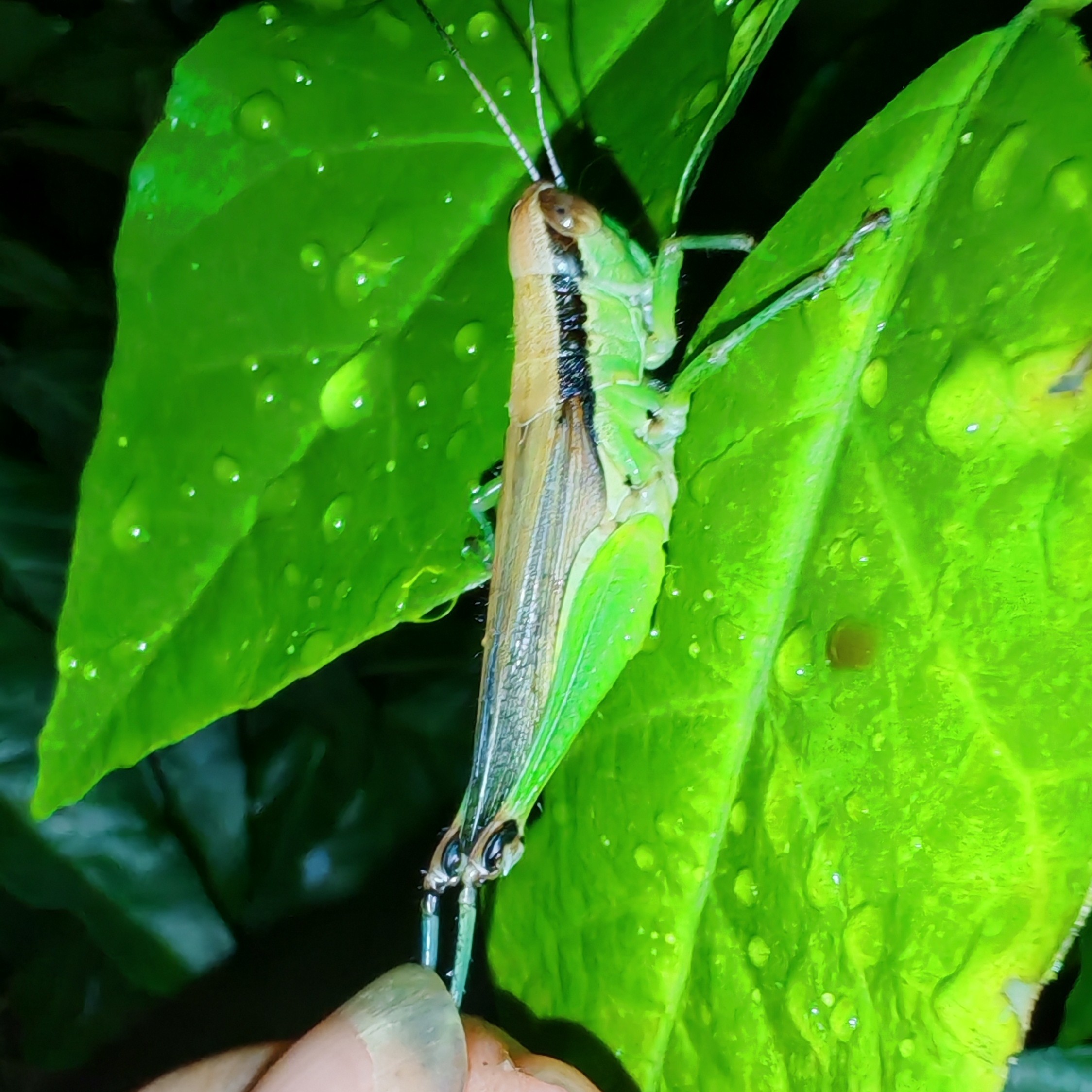 野生稻蝗蜢 换毛季调理必备补钙提性可作斗鸟画眉鸟等鸟食