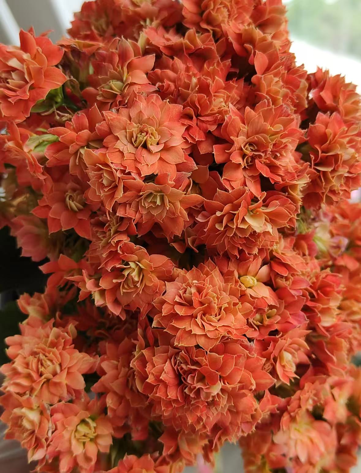 【火麒麟】120盆超大花重瓣长寿花