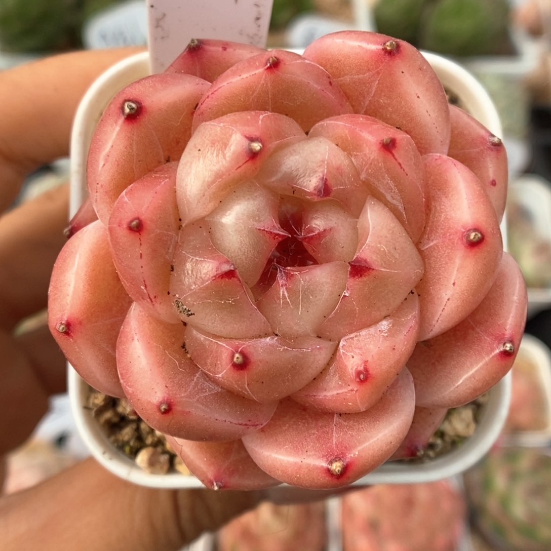 熊猫珍妮可拍911号