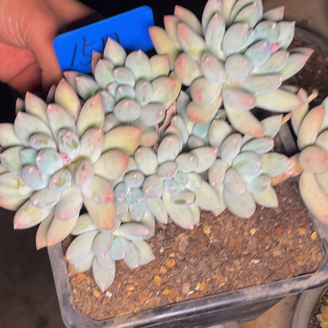 1511号晚上多肉植物群生多肉