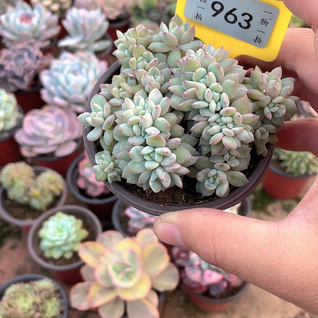 丢***四963号多肉植物盆栽