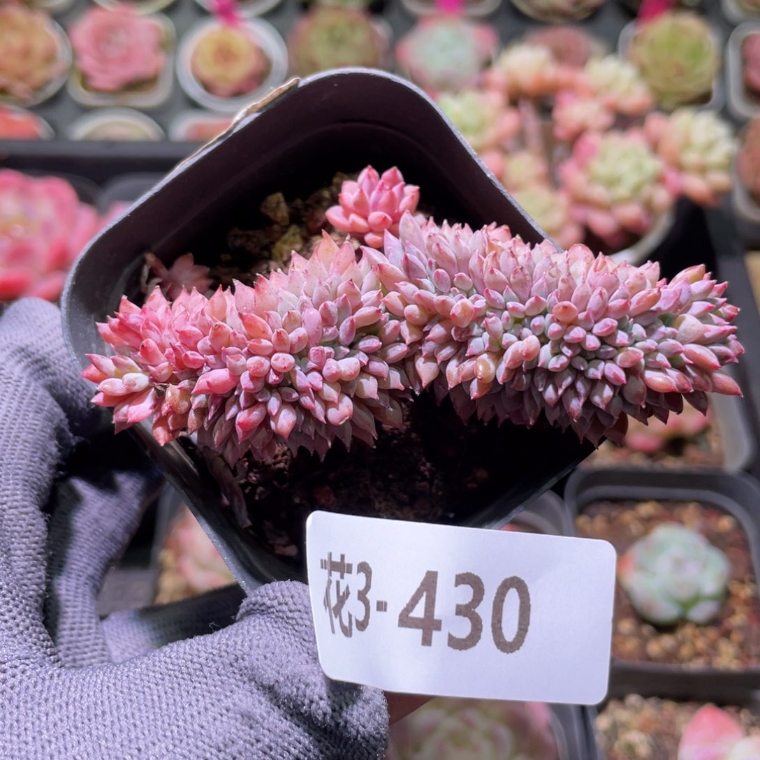 花利美3-430莱恩小精灵缀化