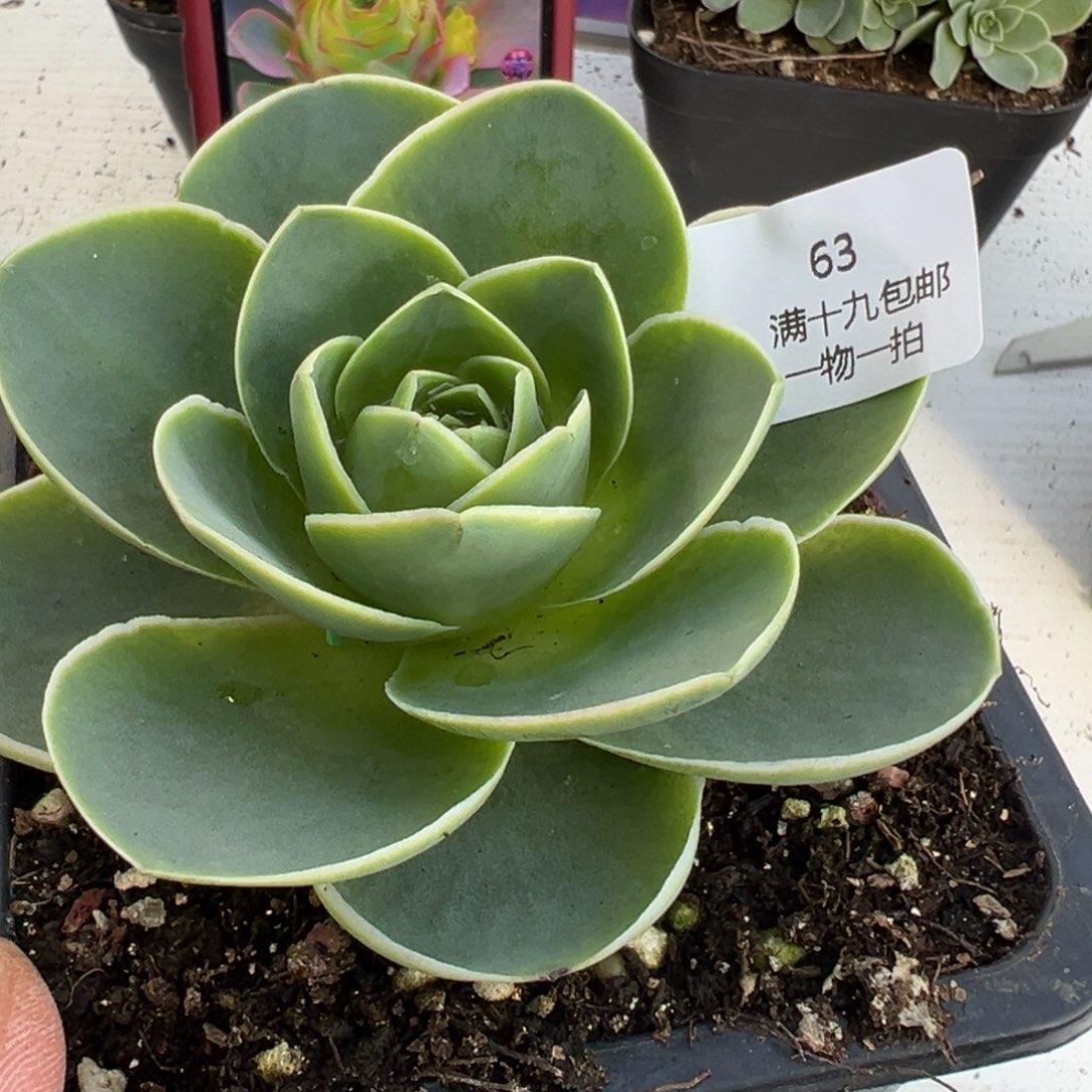 63 山地玫瑰基地带盆土