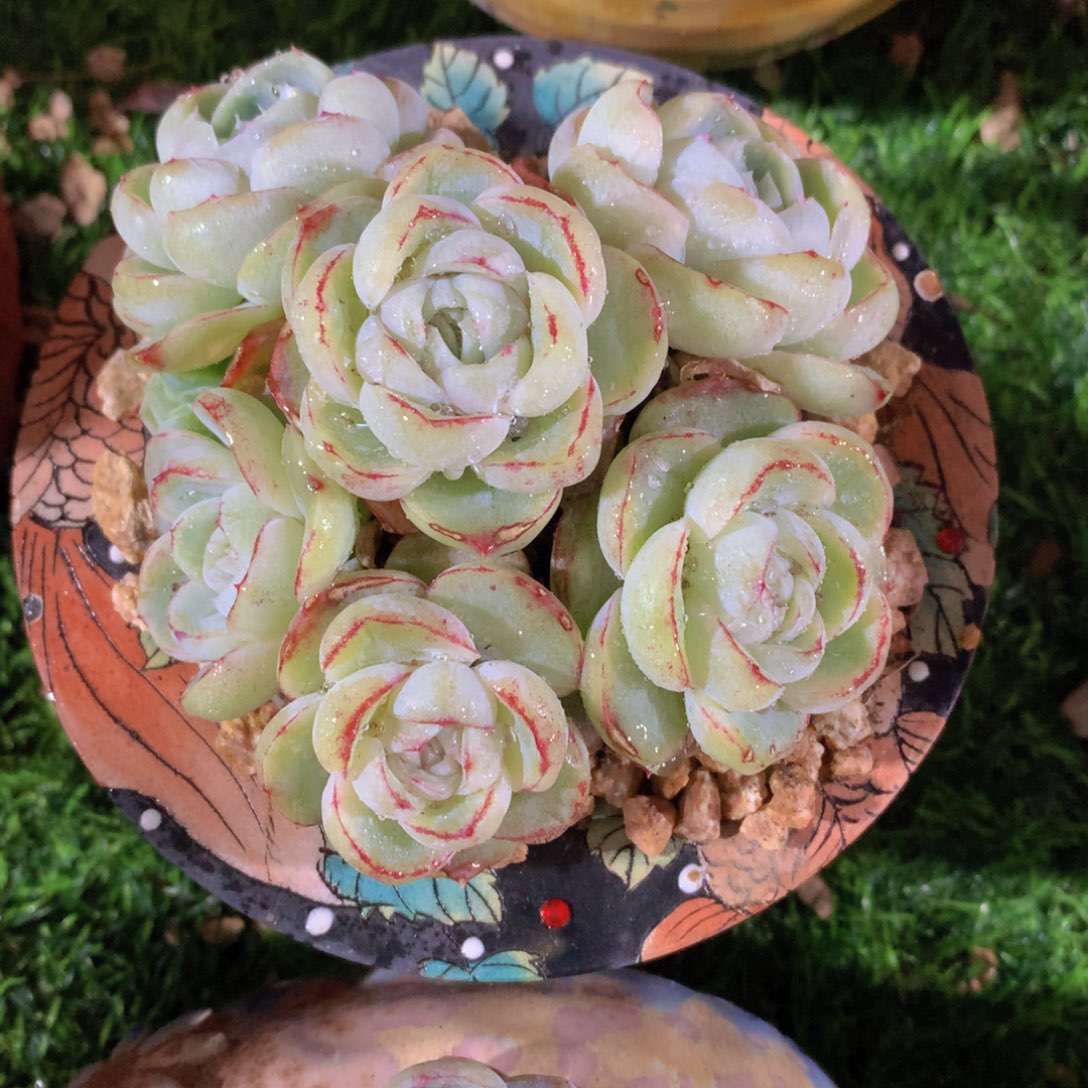 当*胖虎珍妮12 公分一物一拍