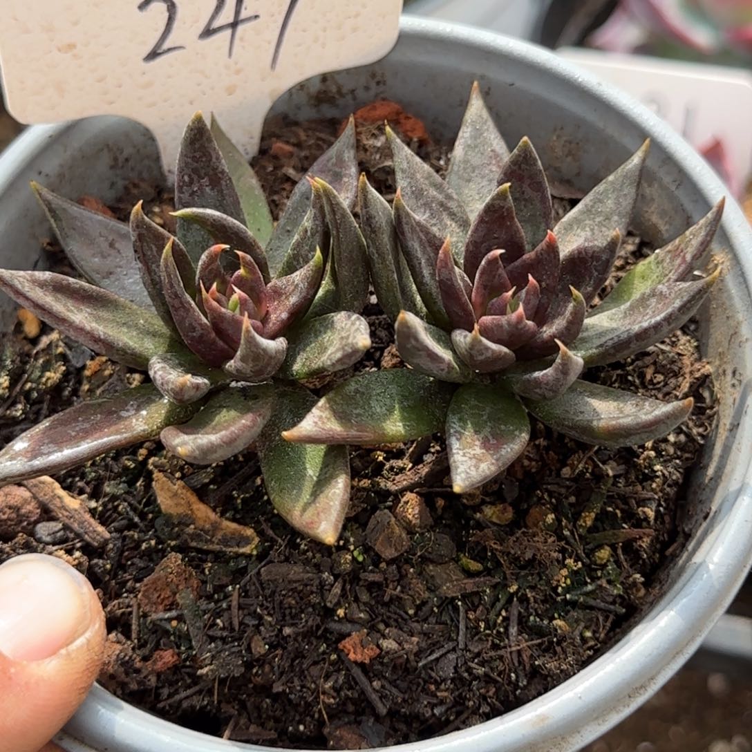 黑骑士247一物一拍包装收缩花旱