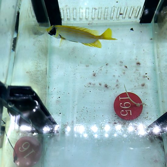 海水鱼花狐狸9+/10+108-195