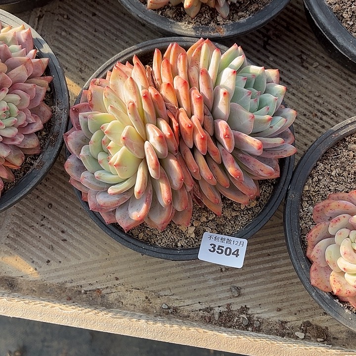 阿雅园艺。        3504凌雪