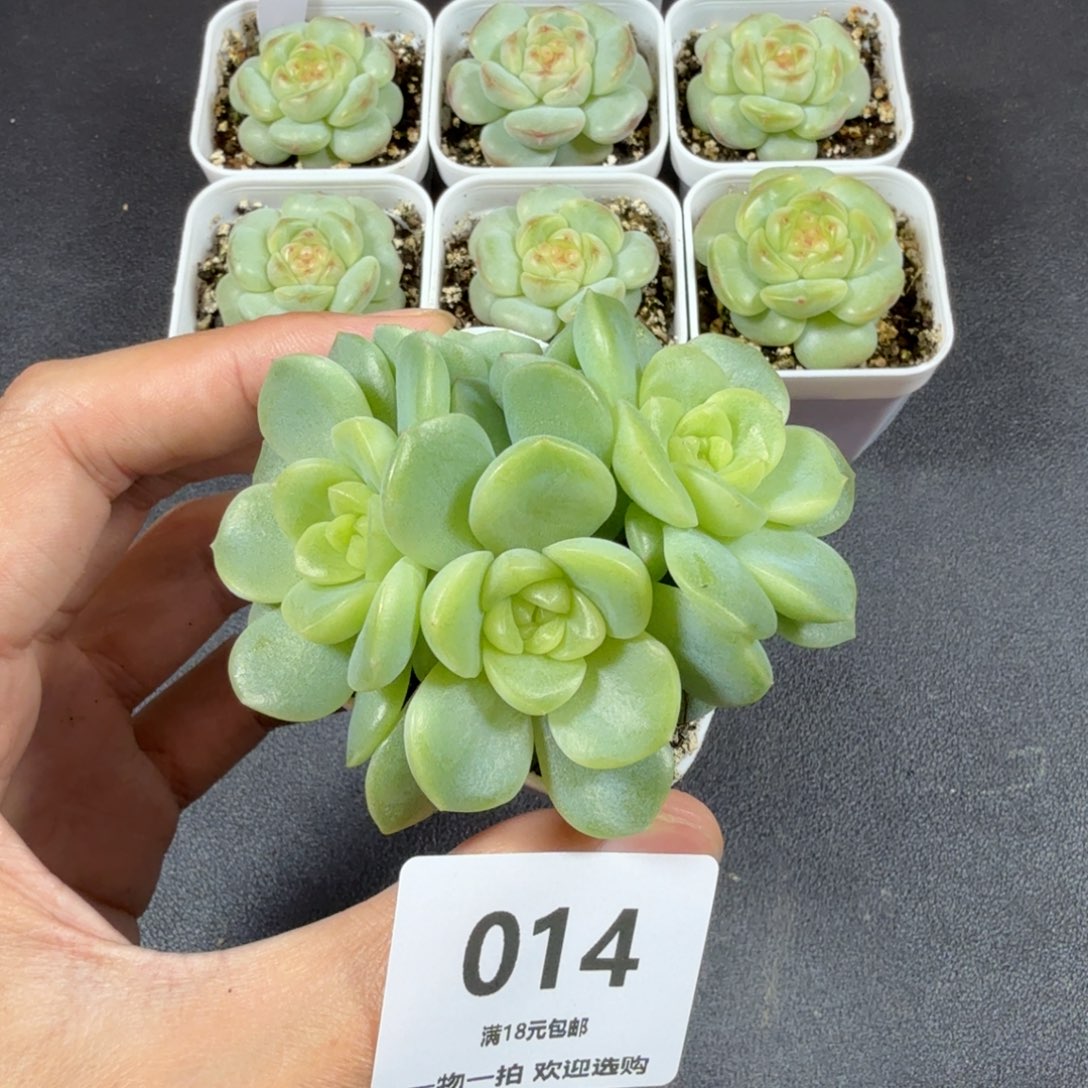 谪仙四头一物一拍014