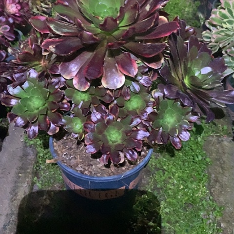 夜**光4492欧嘉莉多肉植物