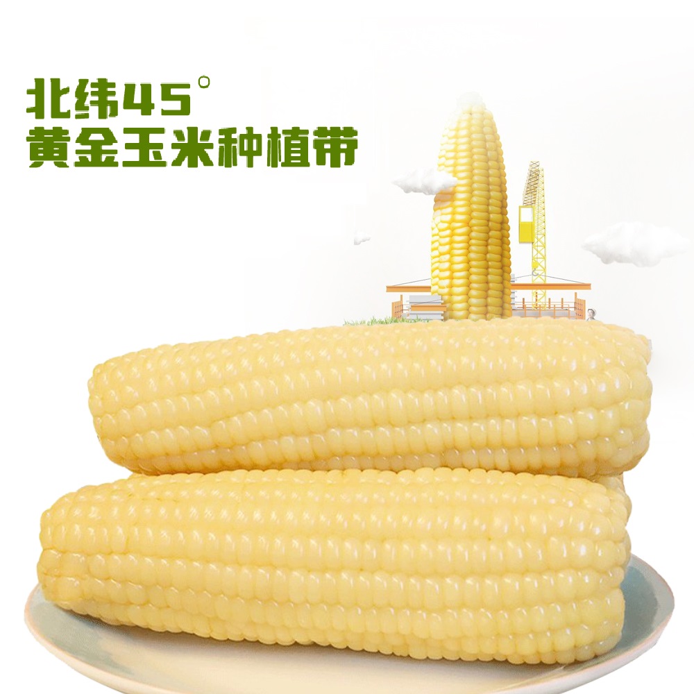 【试吃两根】白糯玉米软糯香甜包装整箱10支共5-5.5斤