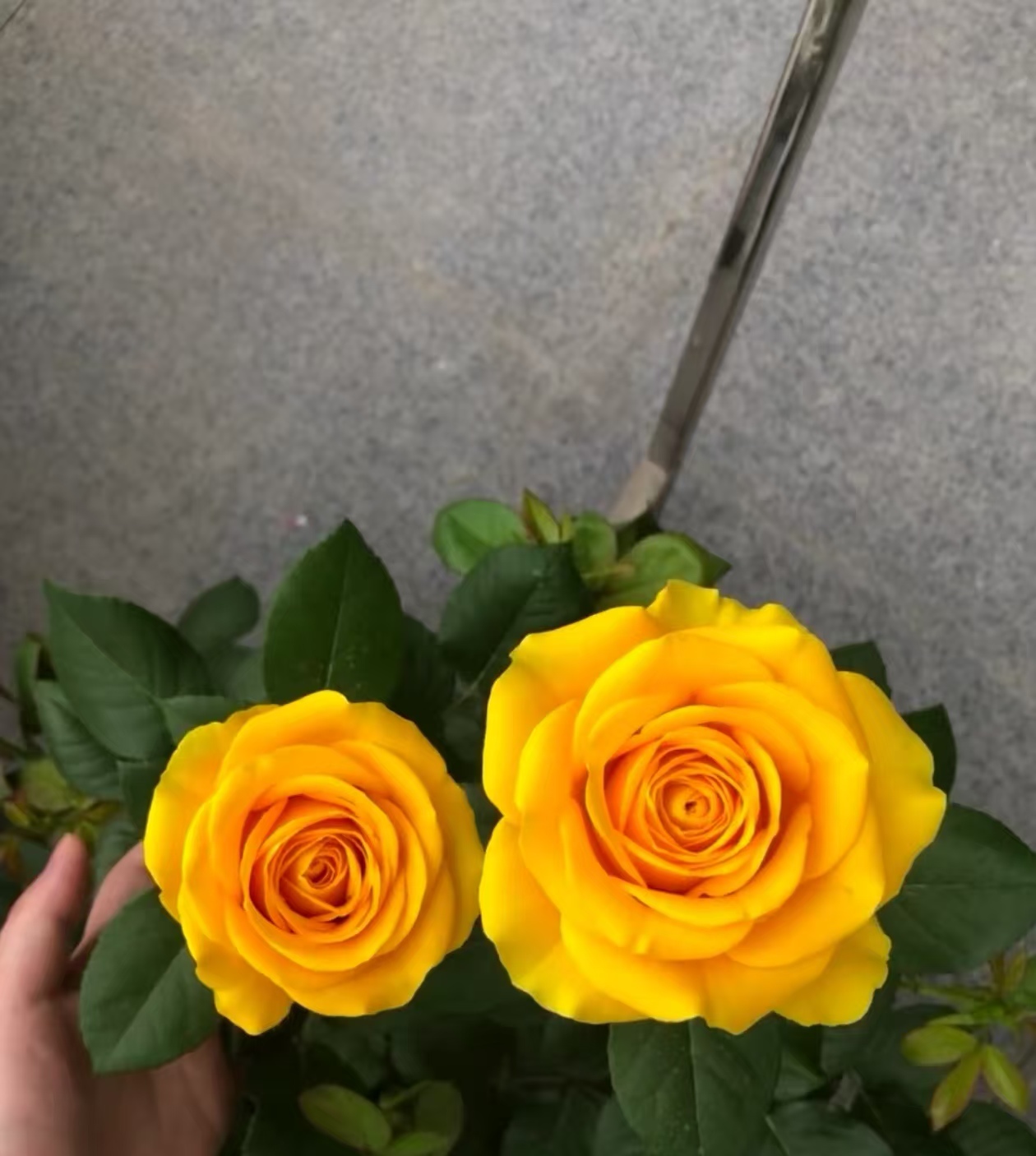 【花友坊】黄油扦插月季绿植大花浓香庭院阳台盆栽四季开花花苗灌木