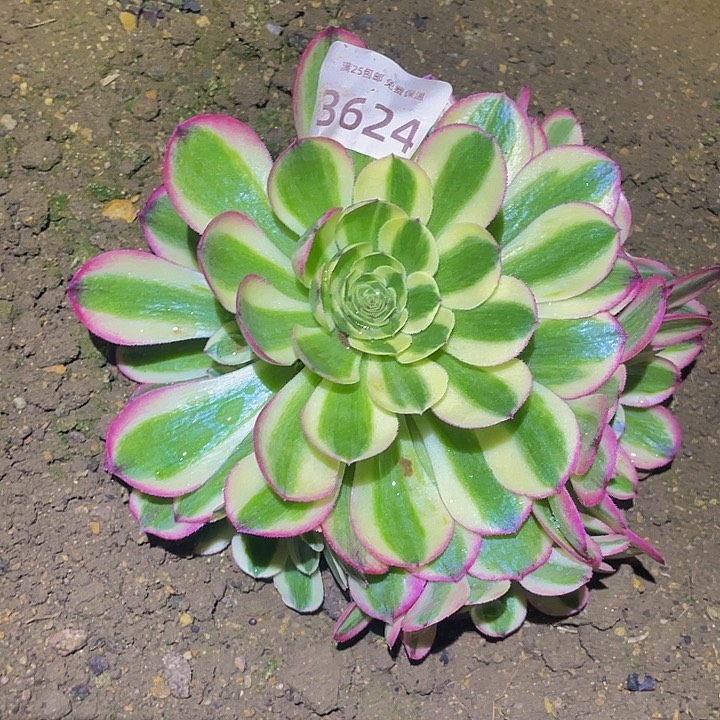 3624粉海王多肉植物