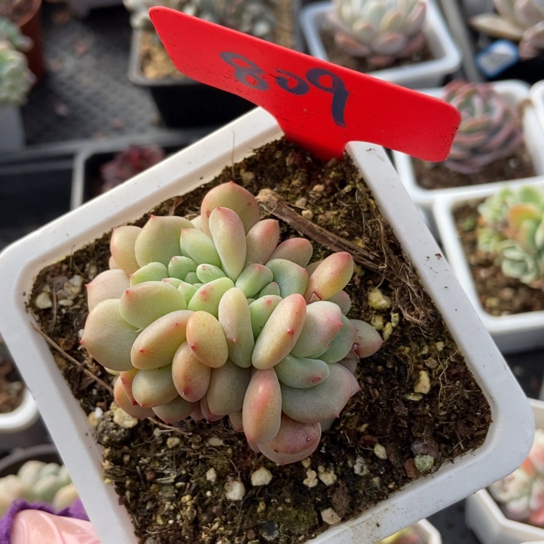 809爱丽儿多肉植物保护