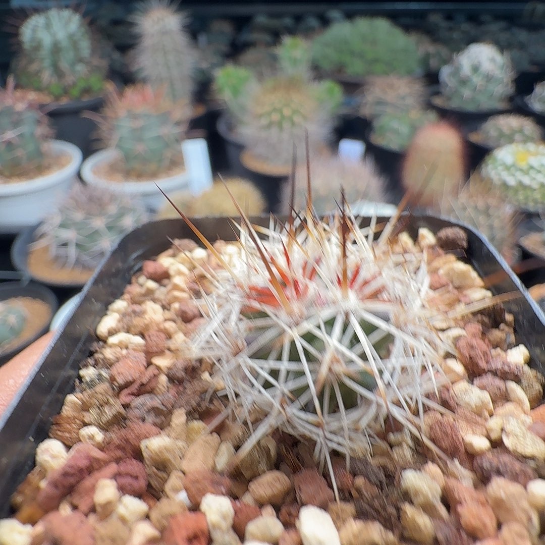 一****实生不知名脱土发货