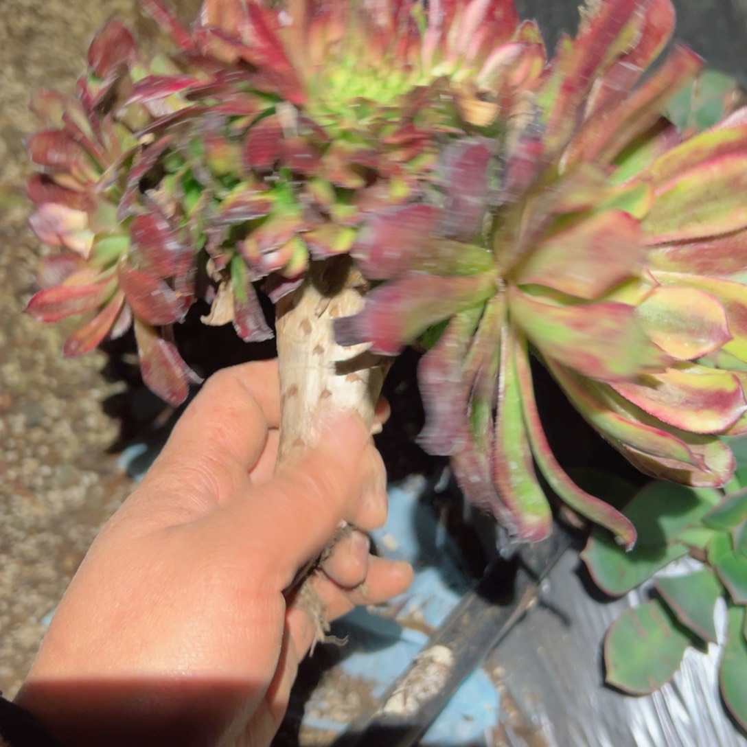 926 号多肉植物法师