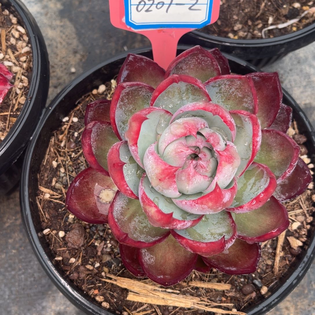 云舍多肉精选编号0207-2