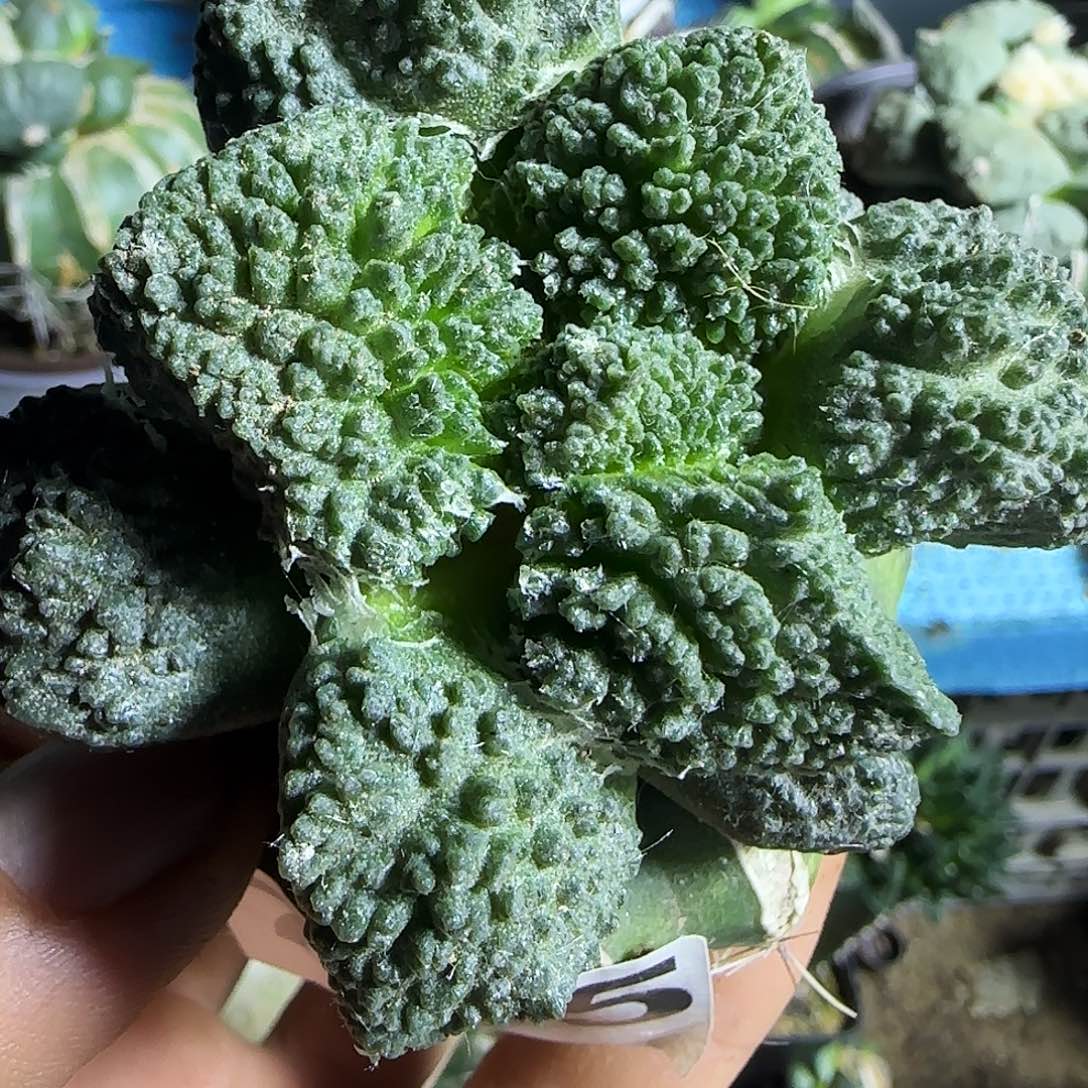 哥斯拉785仙人球开花。