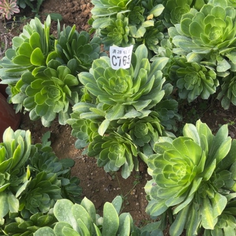 765琉璃翡翠不包断枝