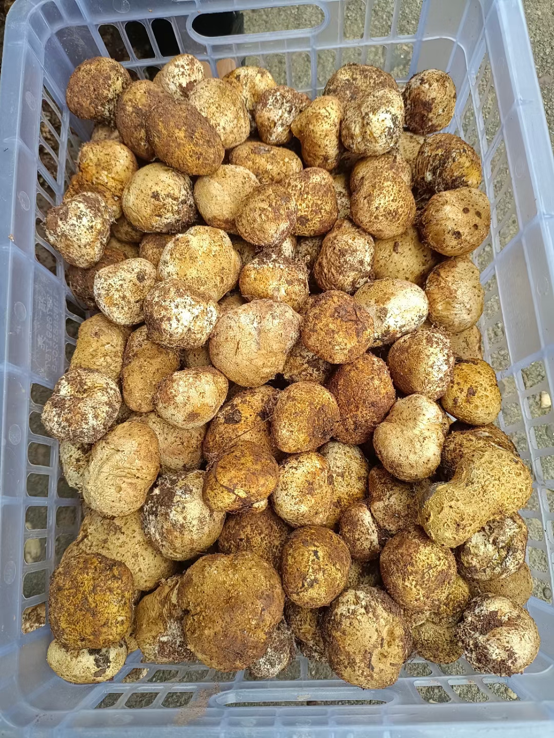 野生石头菇圆蛋菇灰包菇马屁泡菌现摘现发