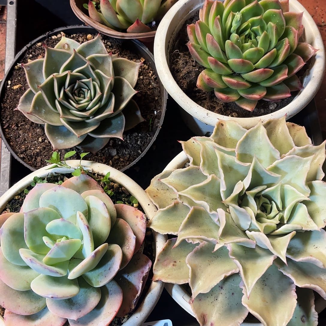 多肉植物宽拍334号