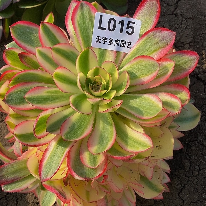 多肉荔枝015多艘